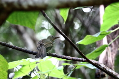 リュウキュウヒヨドリ