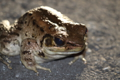 ホルストガエル