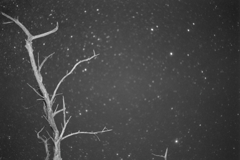 星に願いを　モノクロ