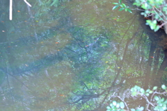 水に映る世界