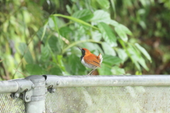 ホントウアカヒゲ♂