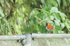 ホントウアカヒゲ♂2