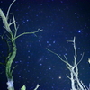 星に願いを