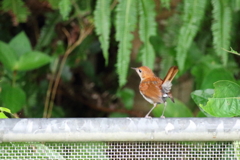 ホントウアカヒゲ♀5