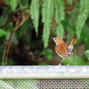 ホントウアカヒゲ♀5
