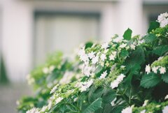 紫陽花