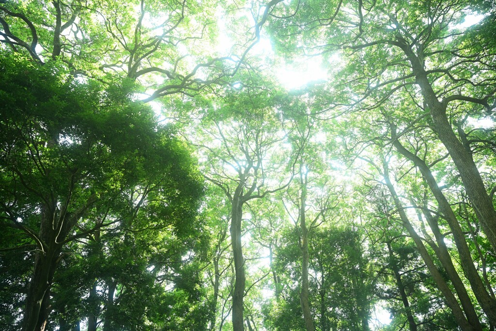 地葉空