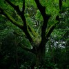 神域の入口