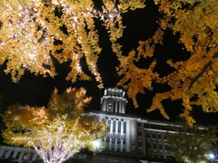 日本大通りSDGS　ウィンターイルミネーション