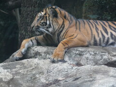 上野動物園　虎