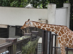 野毛山動物園で撮影