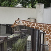 野毛山動物園で撮影