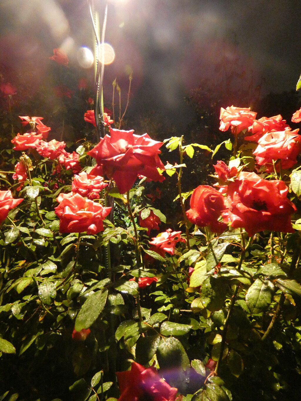 2025.10.26 横浜イングリッシュガーデン ハロウィーンナイト