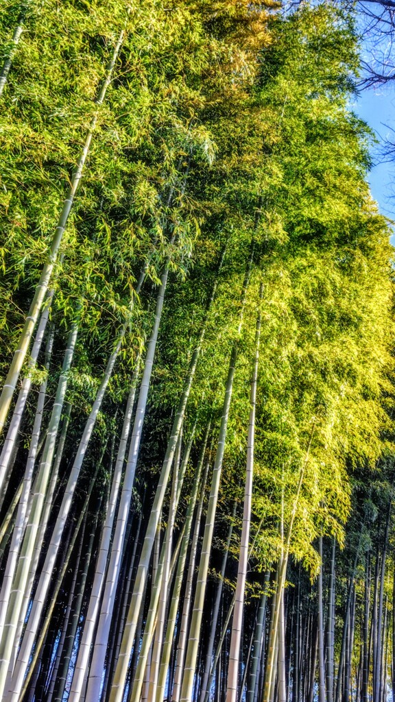 円行公園　竹林