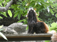 野毛山動物園で撮影