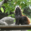 野毛山動物園で撮影