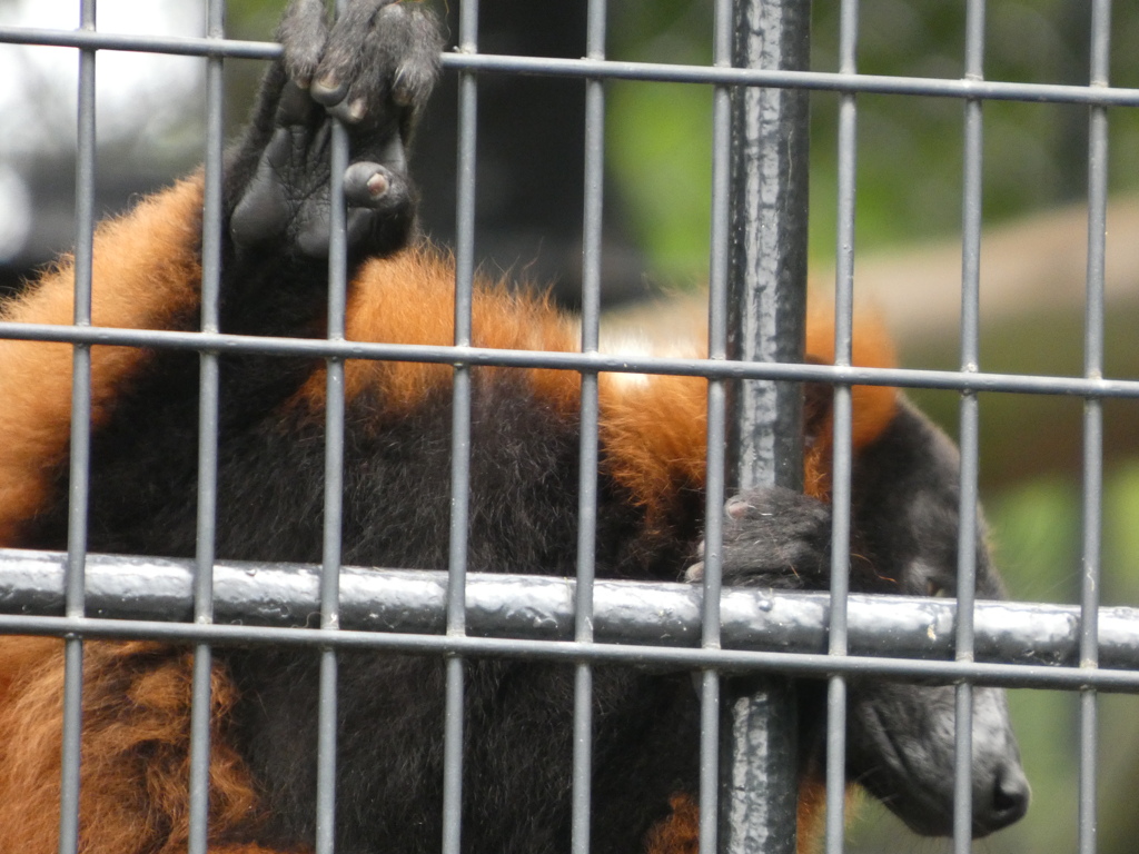 野毛山動物園で撮影