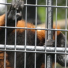 野毛山動物園で撮影