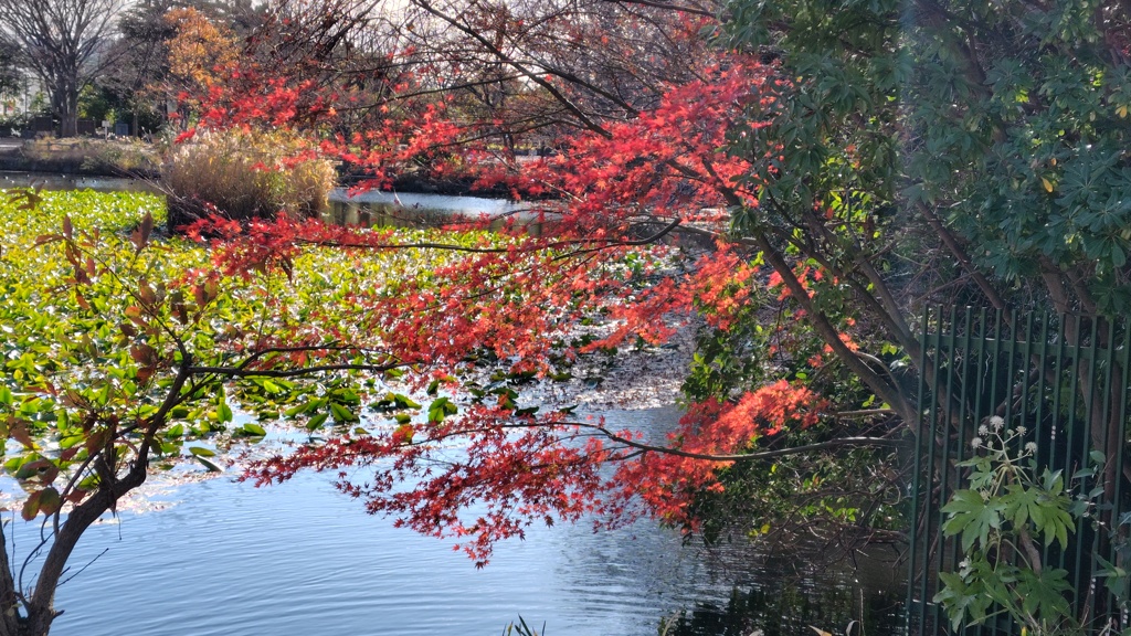 菊名池公園　紅葉