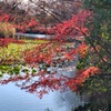 菊名池公園　紅葉