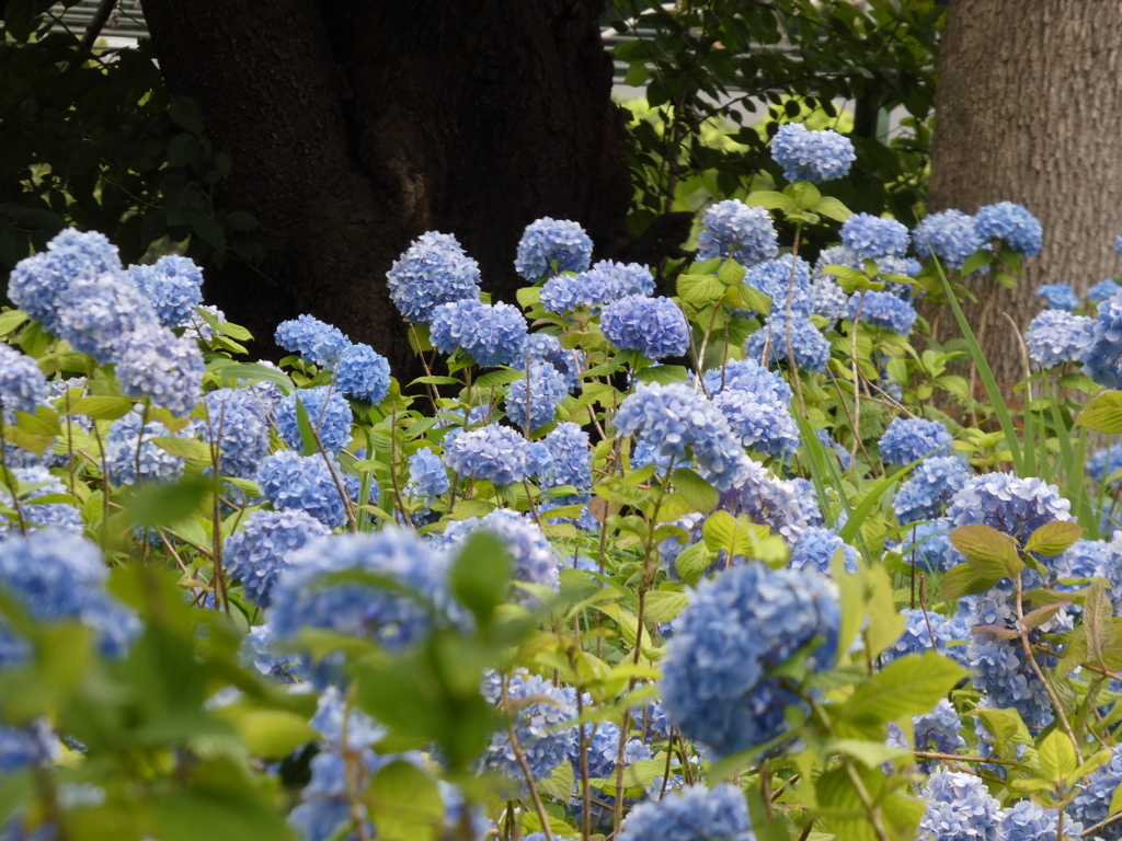 多摩川台公園　アジサイ