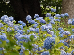 多摩川台公園　アジサイ