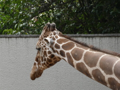 野毛山動物園で撮影