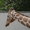 野毛山動物園で撮影