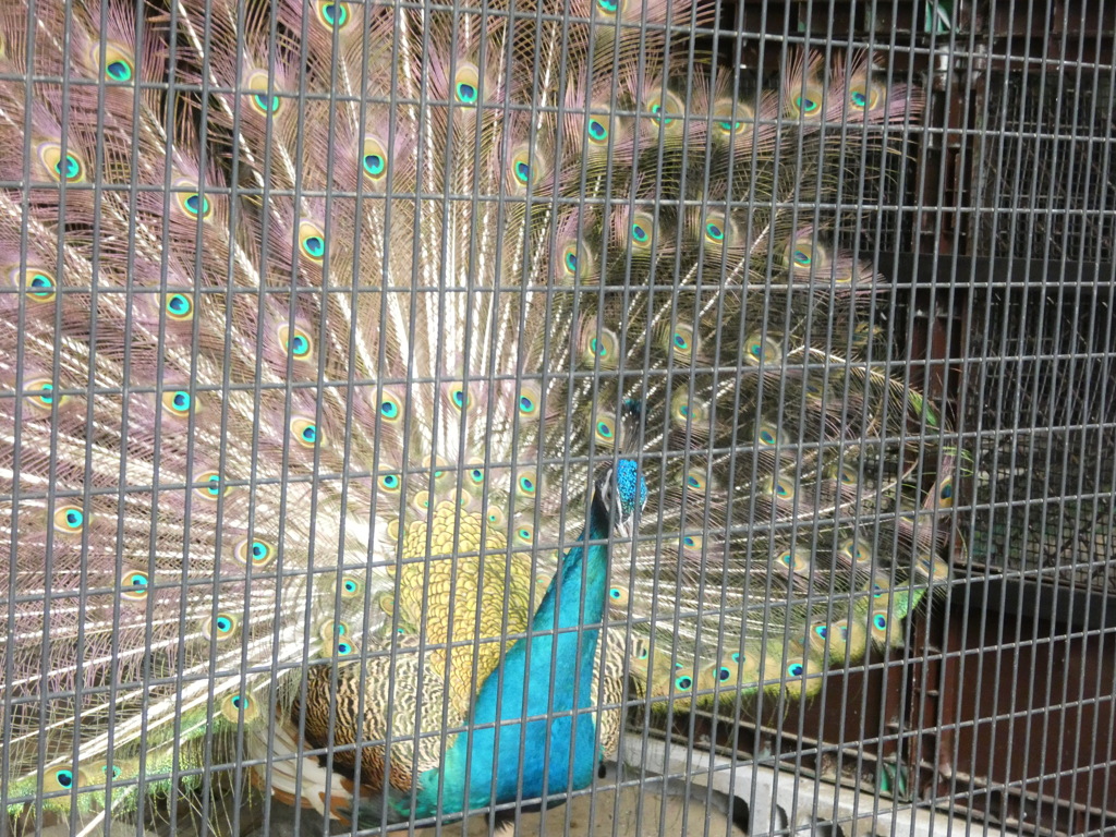 野毛山動物園で撮影