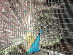 野毛山動物園で撮影