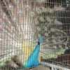 野毛山動物園で撮影