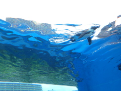 サンシャイン水族館　ペンギン
