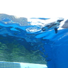 サンシャイン水族館　ペンギン