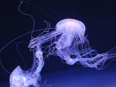 サンシャイン水族館　クラゲ