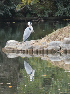 新宿御苑　2025・11.23