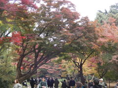 新宿御苑　2025・11.23