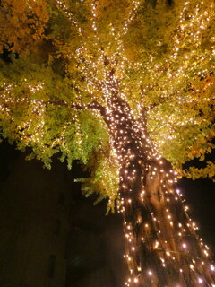 日本大通りSDGS ウィンターイルミネーション