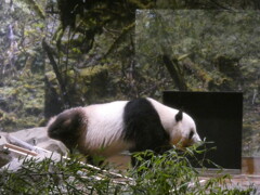 上野動物園　パンダ