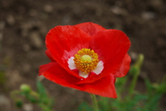 P1000451