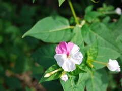 P1010594
