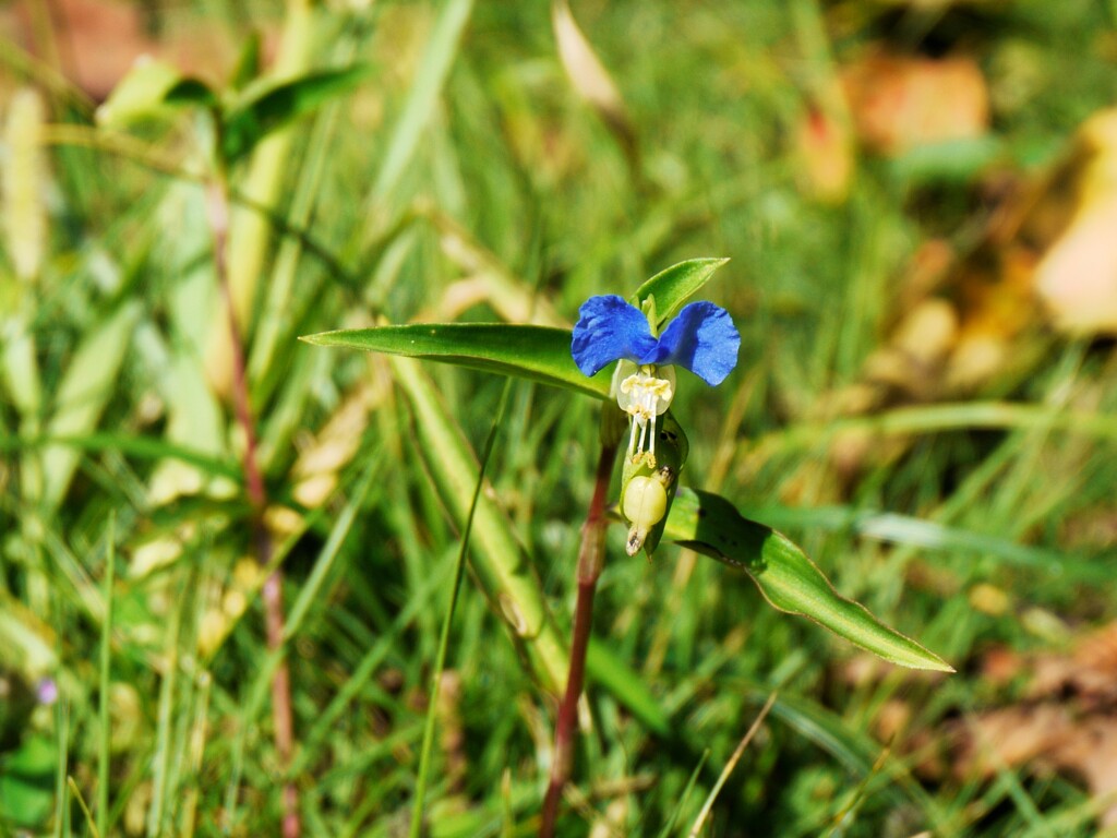 P1010061