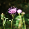 P1010060