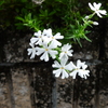 P1070127