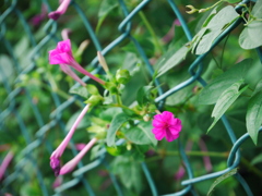 P1010116
