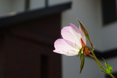 P1060343