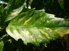 P1060854