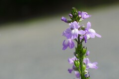 P1060272