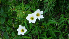 P1060932