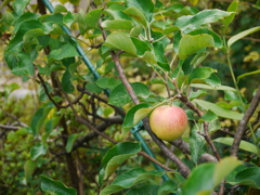 P1010050