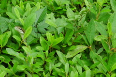 P1060429